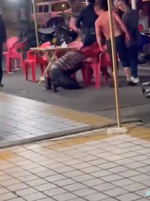 血腥场面