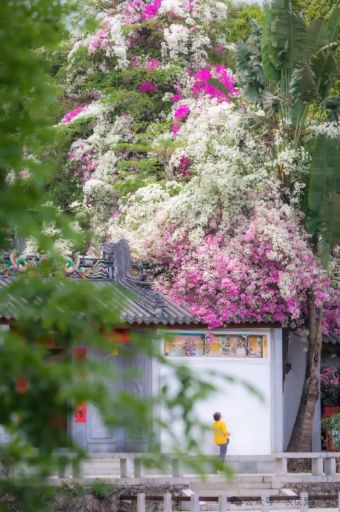为蹭走红