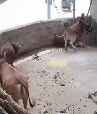 老黄牛发怒