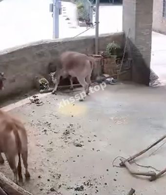 养殖场惨剧