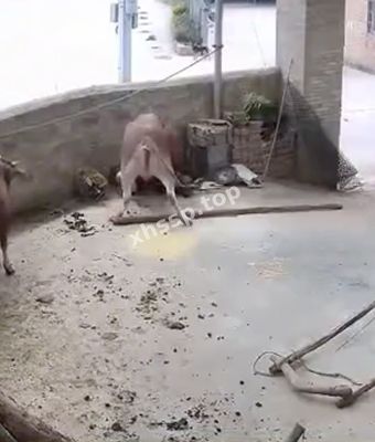 动物发狂秘密