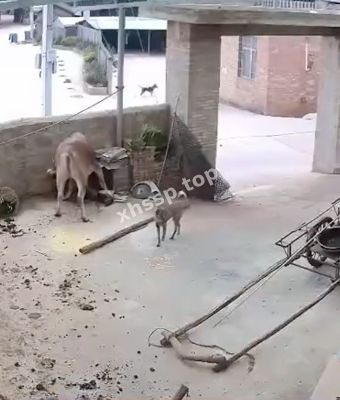 养殖主人被顶死