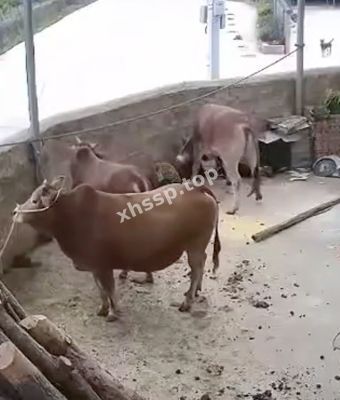 大爷绝望无助