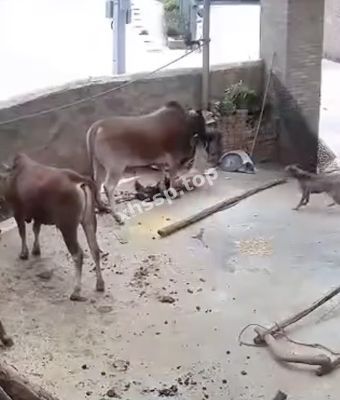 动物发狂秘密