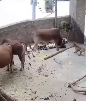 农村血腥八卦