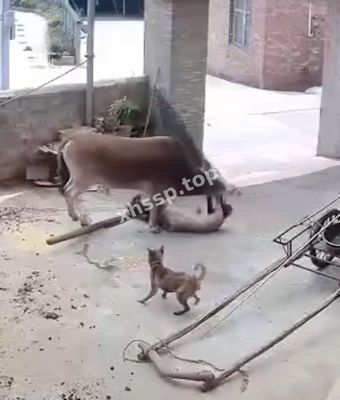 土狗狂吠