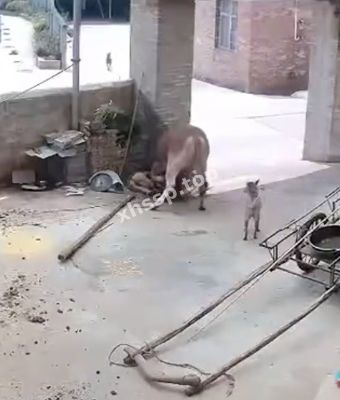 养殖主人被顶死